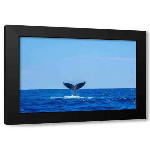 Humpback whale tail Black Modern Wood Framed Art Print with Double Matting by Engelbrecht, Jim