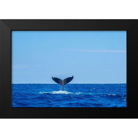 Humpback whale tail Black Modern Wood Framed Art Print by Engelbrecht, Jim