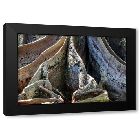 Moreton Bay Fig tree-Kauai-Hawaii-USA Black Modern Wood Framed Art Print with Double Matting by Engelbrecht, Jim