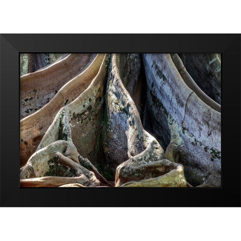 Moreton Bay Fig tree-Kauai-Hawaii-USA Black Modern Wood Framed Art Print by Engelbrecht, Jim