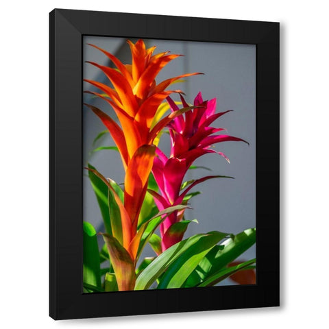 Bromeliad Black Modern Wood Framed Art Print by Engelbrecht, Lisa S.