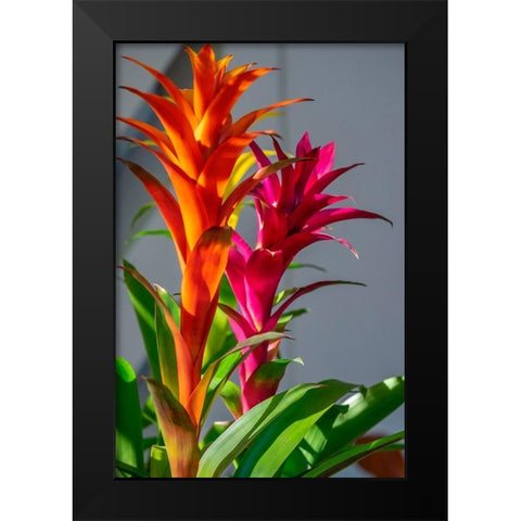Bromeliad Black Modern Wood Framed Art Print by Engelbrecht, Lisa S.