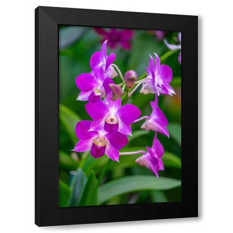 Dendrobium Orchid Black Modern Wood Framed Art Print by Engelbrecht, Lisa S.