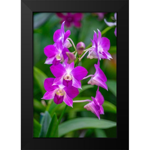 Dendrobium Orchid Black Modern Wood Framed Art Print by Engelbrecht, Lisa S.