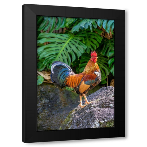 Feral rooster-Kauai-Hawaii-USA Black Modern Wood Framed Art Print by Engelbrecht, Lisa S.