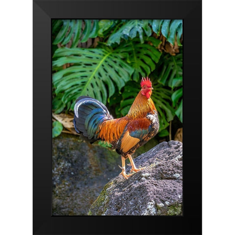 Feral rooster-Kauai-Hawaii-USA Black Modern Wood Framed Art Print by Engelbrecht, Lisa S.