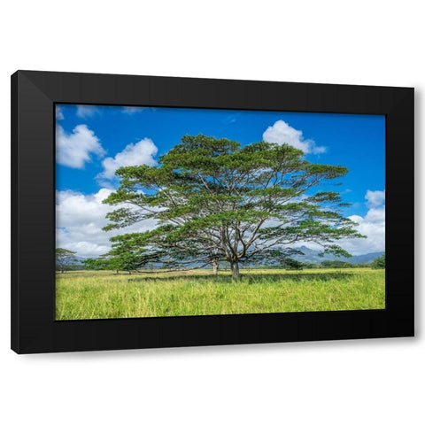 Monkeypod tree-Kauai-Hawaii-USA Black Modern Wood Framed Art Print by Engelbrecht, Lisa S.