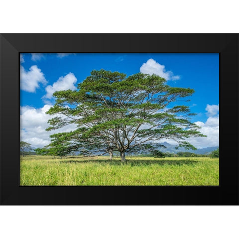 Monkeypod tree-Kauai-Hawaii-USA Black Modern Wood Framed Art Print by Engelbrecht, Lisa S.