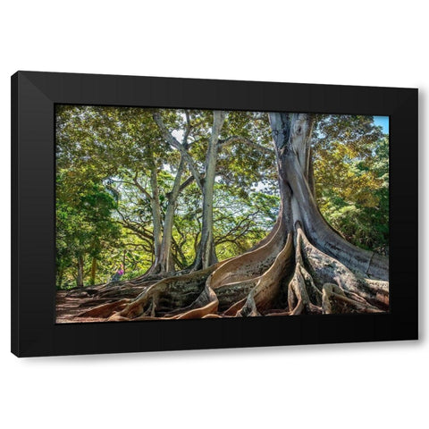 Moreton Bay Fig tree-Kauai-Hawaii-USA Black Modern Wood Framed Art Print with Double Matting by Engelbrecht, Lisa S.