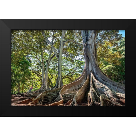 Moreton Bay Fig tree-Kauai-Hawaii-USA Black Modern Wood Framed Art Print by Engelbrecht, Lisa S.