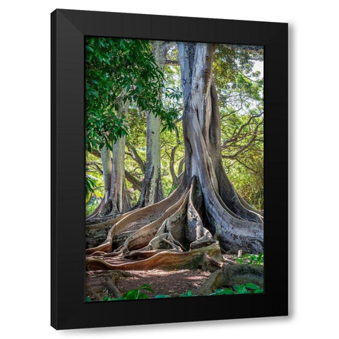 Moreton Bay Fig tree-Kauai-Hawaii-USA Black Modern Wood Framed Art Print by Engelbrecht, Lisa S.