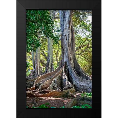Moreton Bay Fig tree-Kauai-Hawaii-USA Black Modern Wood Framed Art Print by Engelbrecht, Lisa S.
