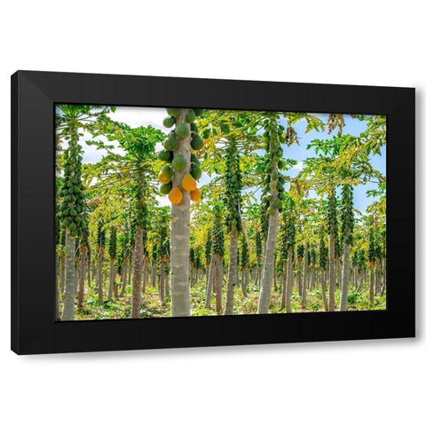 Papaya plantation-Kauai-Hawaii-USA Black Modern Wood Framed Art Print with Double Matting by Engelbrecht, Lisa S.