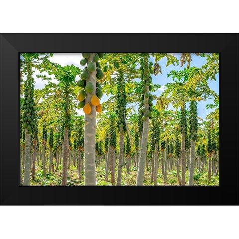 Papaya plantation-Kauai-Hawaii-USA Black Modern Wood Framed Art Print by Engelbrecht, Lisa S.