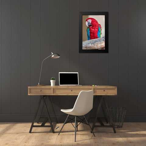 Scarlet Macaw Black Modern Wood Framed Art Print by Engelbrecht, Lisa S.