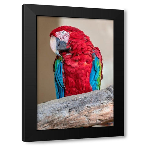 Scarlet Macaw Black Modern Wood Framed Art Print with Double Matting by Engelbrecht, Lisa S.