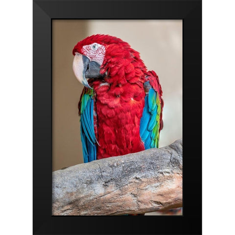 Scarlet Macaw Black Modern Wood Framed Art Print by Engelbrecht, Lisa S.