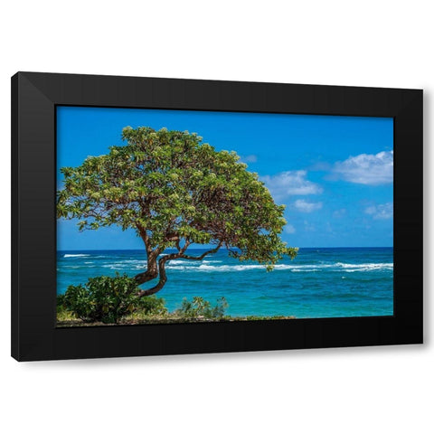 Tree overlooking Poipu Bay-Kauai-Hawaii-USA Black Modern Wood Framed Art Print by Engelbrecht, Lisa S.