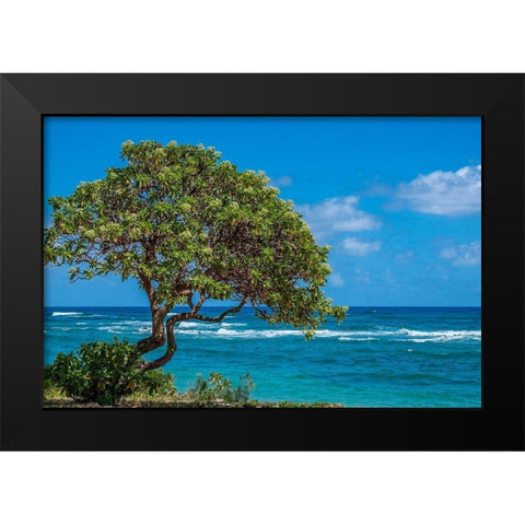 Tree overlooking Poipu Bay-Kauai-Hawaii-USA Black Modern Wood Framed Art Print by Engelbrecht, Lisa S.