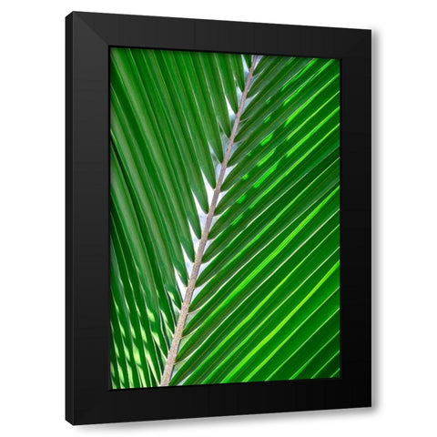 Palm frond Black Modern Wood Framed Art Print with Double Matting by Engelbrecht, Lisa S.