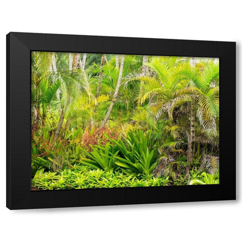 Hawaii-Maui-Hana-garden on the road to Hana with palms and bromide plants Black Modern Wood Framed Art Print with Double Matting by Gulin, Sylvia
