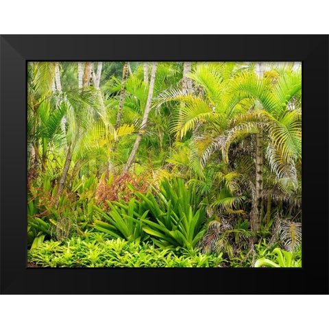 Hawaii-Maui-Hana-garden on the road to Hana with palms and bromide plants Black Modern Wood Framed Art Print by Gulin, Sylvia