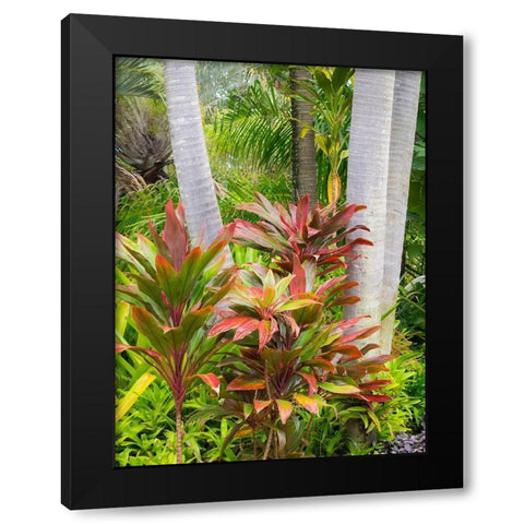 Hawaii-Maui-garden on the Road to Hana with palms and tea plants Black Modern Wood Framed Art Print with Double Matting by Gulin, Sylvia