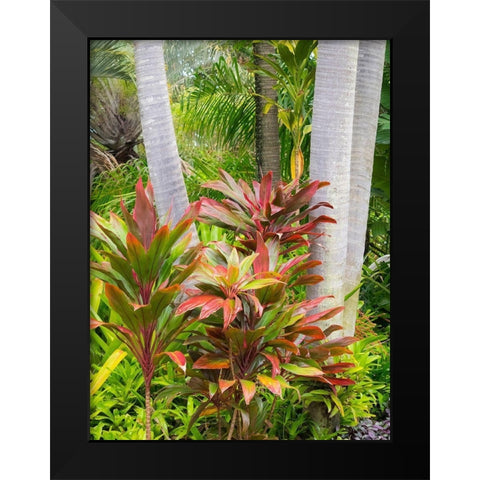 Hawaii-Maui-garden on the Road to Hana with palms and tea plants Black Modern Wood Framed Art Print by Gulin, Sylvia