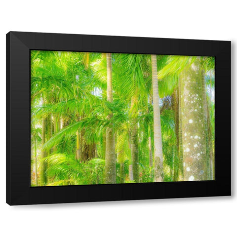 Hawaii-Maui-Road to Hana and the lush tropical Palm Trees Black Modern Wood Framed Art Print with Double Matting by Gulin, Sylvia