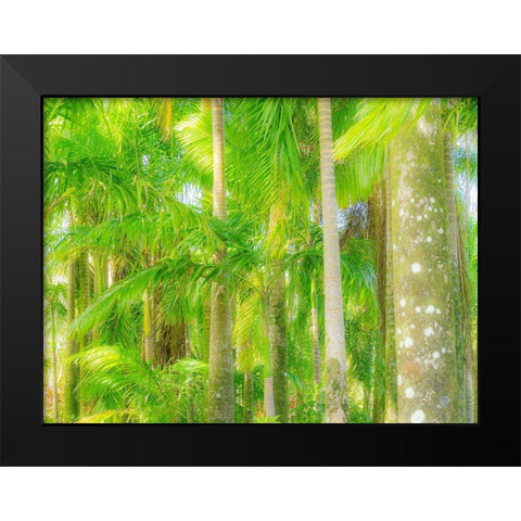 Hawaii-Maui-Road to Hana and the lush tropical Palm Trees Black Modern Wood Framed Art Print by Gulin, Sylvia