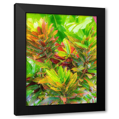 Hawaii-Maui-Kihei-Croton tropical and colorful leaf plant Black Modern Wood Framed Art Print with Double Matting by Gulin, Sylvia