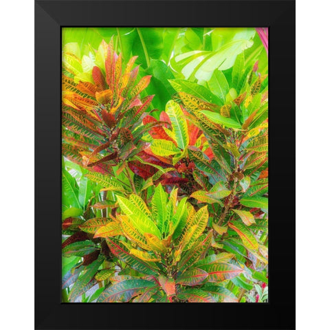 Hawaii-Maui-Kihei-Croton tropical and colorful leaf plant Black Modern Wood Framed Art Print by Gulin, Sylvia