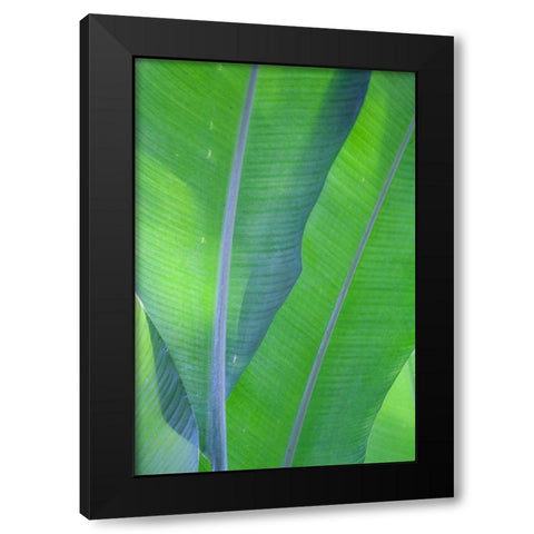 Hawaii-Kauai-Banana leaves Black Modern Wood Framed Art Print with Double Matting by Gulin, Sylvia