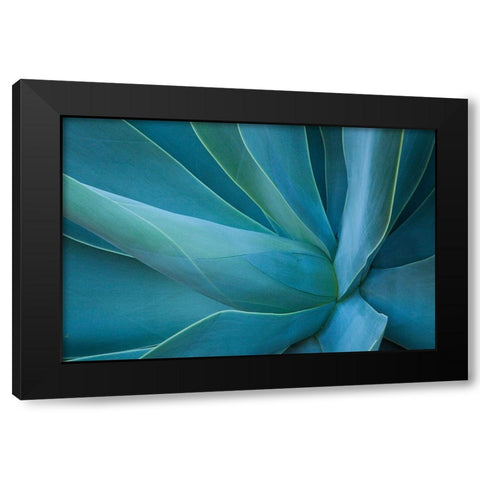 Hawaii-Maui-Kula-agave plant design Black Modern Wood Framed Art Print with Double Matting by Gulin, Sylvia