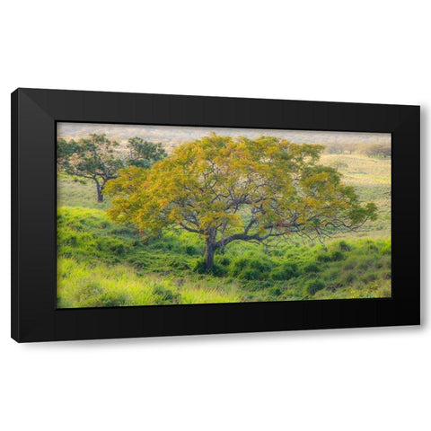 Hawaii-Maui-Kula upcountry lone tree Black Modern Wood Framed Art Print with Double Matting by Gulin, Sylvia