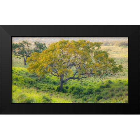 Hawaii-Maui-Kula upcountry lone tree Black Modern Wood Framed Art Print by Gulin, Sylvia