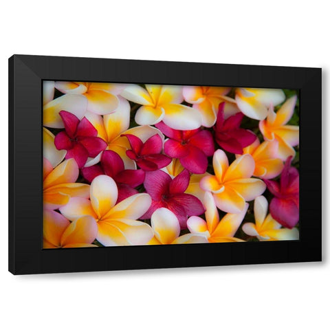 Hawaii-Maui-Kapalua colorful plumeria fallen blooms Black Modern Wood Framed Art Print by Gulin, Sylvia