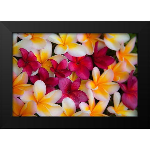 Hawaii-Maui-Kapalua colorful plumeria fallen blooms Black Modern Wood Framed Art Print by Gulin, Sylvia