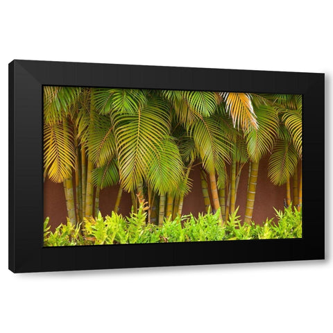 Hawaii-Maui-Kihei-Palm trees growing along wall Black Modern Wood Framed Art Print with Double Matting by Gulin, Sylvia