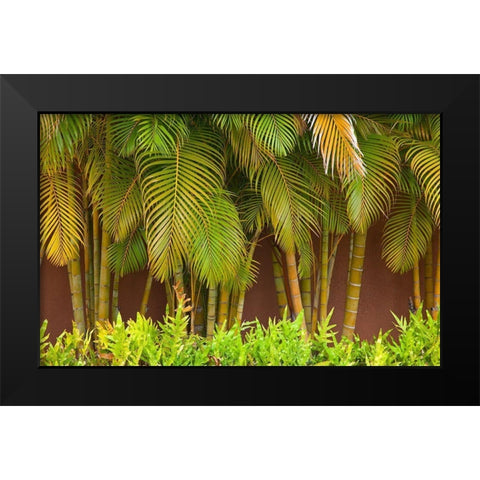 Hawaii-Maui-Kihei-Palm trees growing along wall Black Modern Wood Framed Art Print by Gulin, Sylvia