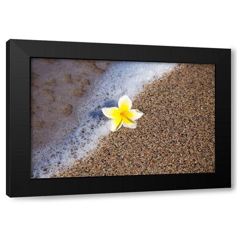 Hawaii-Maui-Kihei beach with fallen Plumeria bloom surfline Black Modern Wood Framed Art Print with Double Matting by Gulin, Sylvia