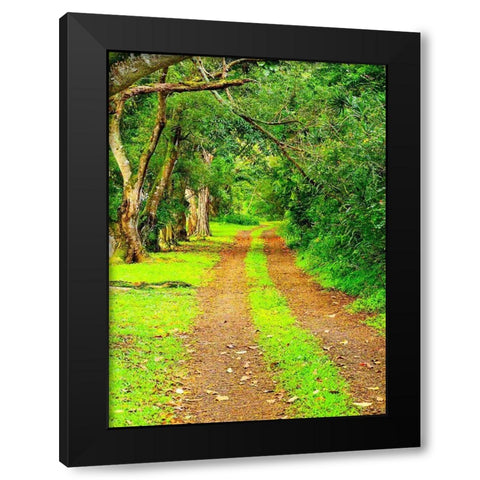 Hawaii-Kauai-gravel tree lined road Black Modern Wood Framed Art Print by Gulin, Sylvia