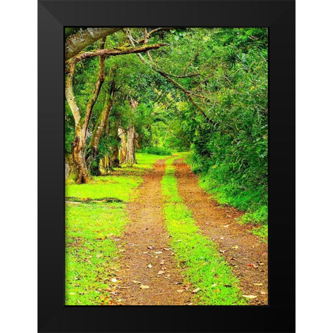 Hawaii-Kauai-gravel tree lined road Black Modern Wood Framed Art Print by Gulin, Sylvia