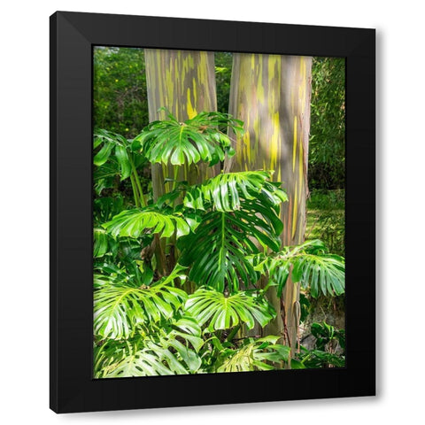 Hawaii-Maui-Up Country-Kula-Kula Botanical Gardens with Rainbow eucalyptus trees Black Modern Wood Framed Art Print with Double Matting by Gulin, Sylvia
