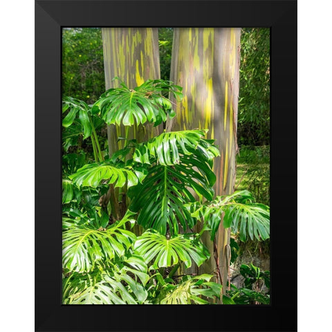 Hawaii-Maui-Up Country-Kula-Kula Botanical Gardens with Rainbow eucalyptus trees Black Modern Wood Framed Art Print by Gulin, Sylvia