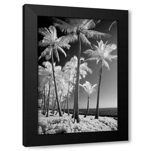 USA-Hawaii-Kauai-Infrared of palm trees of Kauai Black Modern Wood Framed Art Print with Double Matting by Eggers, Terry