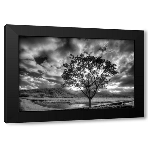USA-Hawaii-Kauai-Infrared image of Lone tree in Taro fields Black Modern Wood Framed Art Print by Eggers, Terry