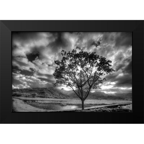 USA-Hawaii-Kauai-Infrared image of Lone tree in Taro fields Black Modern Wood Framed Art Print by Eggers, Terry