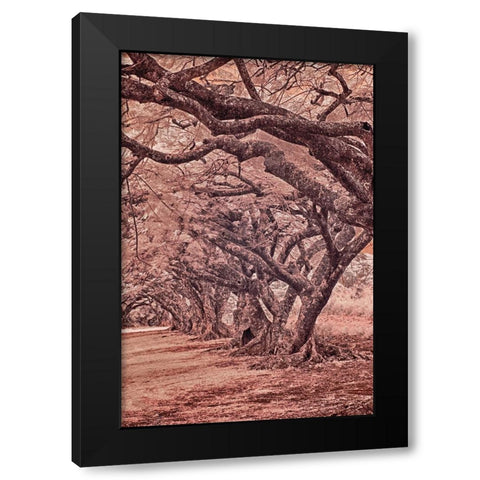 USA-Hawaii-Kauai-Infrared Island of rows of trees on Kauai Black Modern Wood Framed Art Print by Eggers, Terry