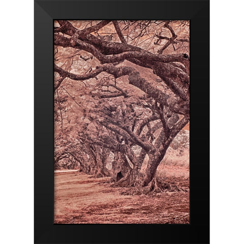 USA-Hawaii-Kauai-Infrared Island of rows of trees on Kauai Black Modern Wood Framed Art Print by Eggers, Terry